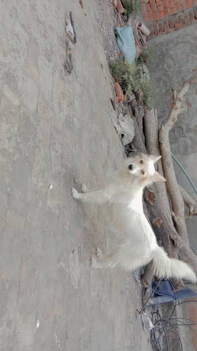 Russian female for sale