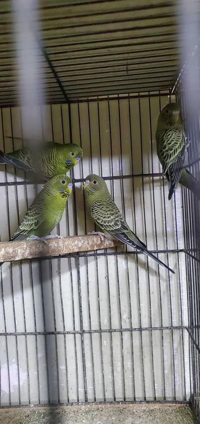 black face very strong blood line 2 pair hai fisrt breed karai gay
