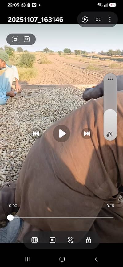 PEANUT (MONGPHALI) FOR SALE