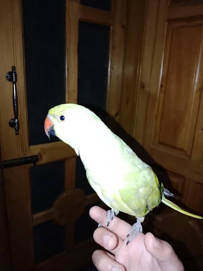 This is hand parrot
