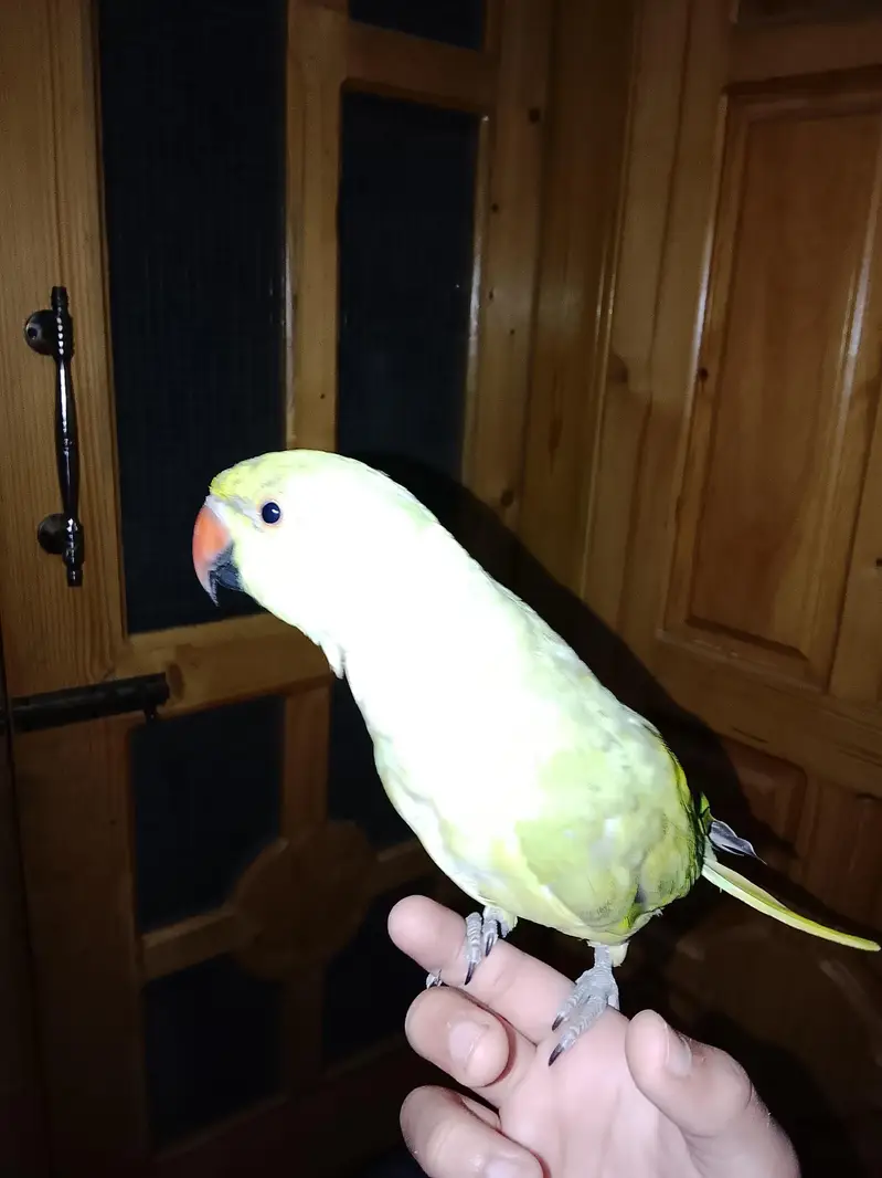 This is hand parrot