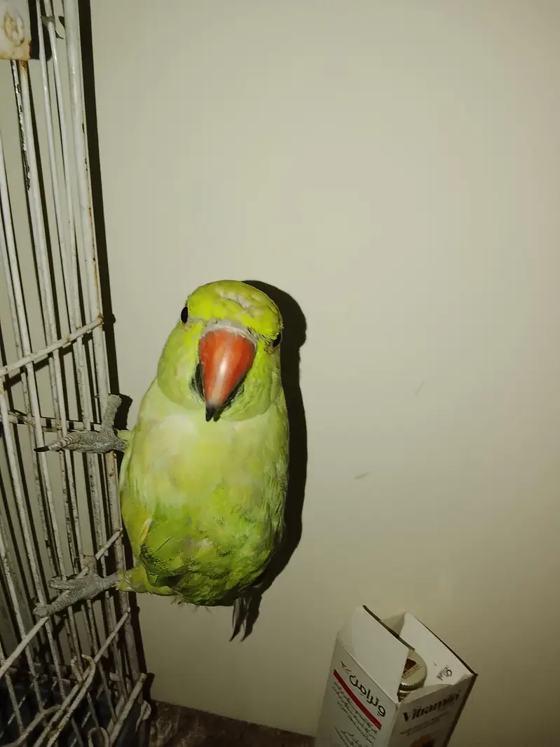 This is hand parrot — photo 2