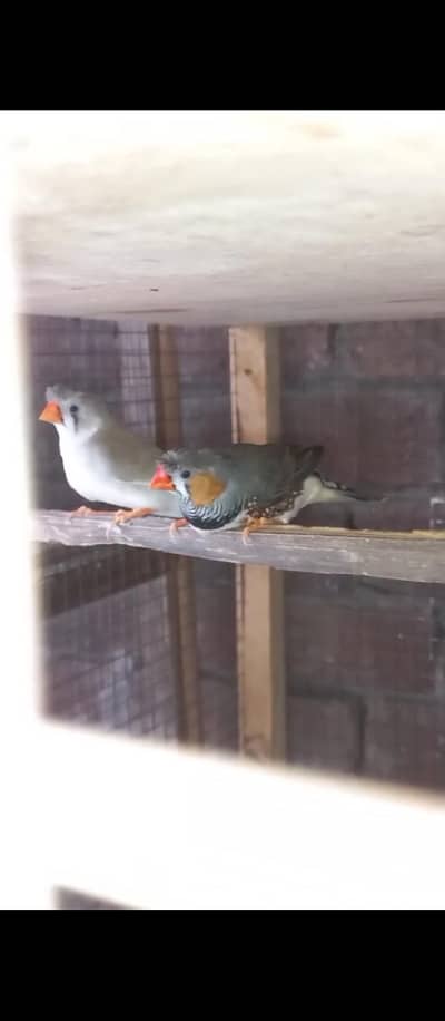 Crusted & Simple Zebra Finch for sale