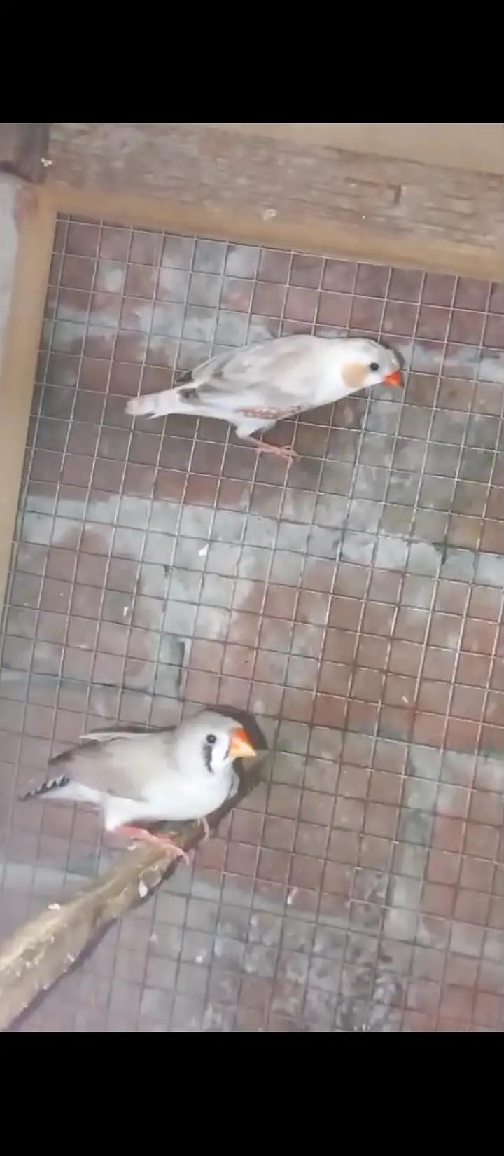 Crusted & Simple Zebra Finch for sale — photo 3