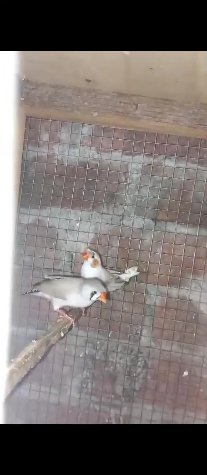Crusted & Simple Zebra Finch for sale — photo 4