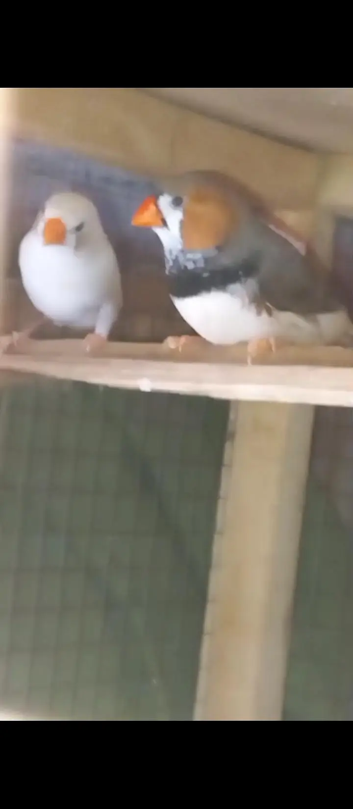 Crusted & Simple Zebra Finch for sale — photo 5