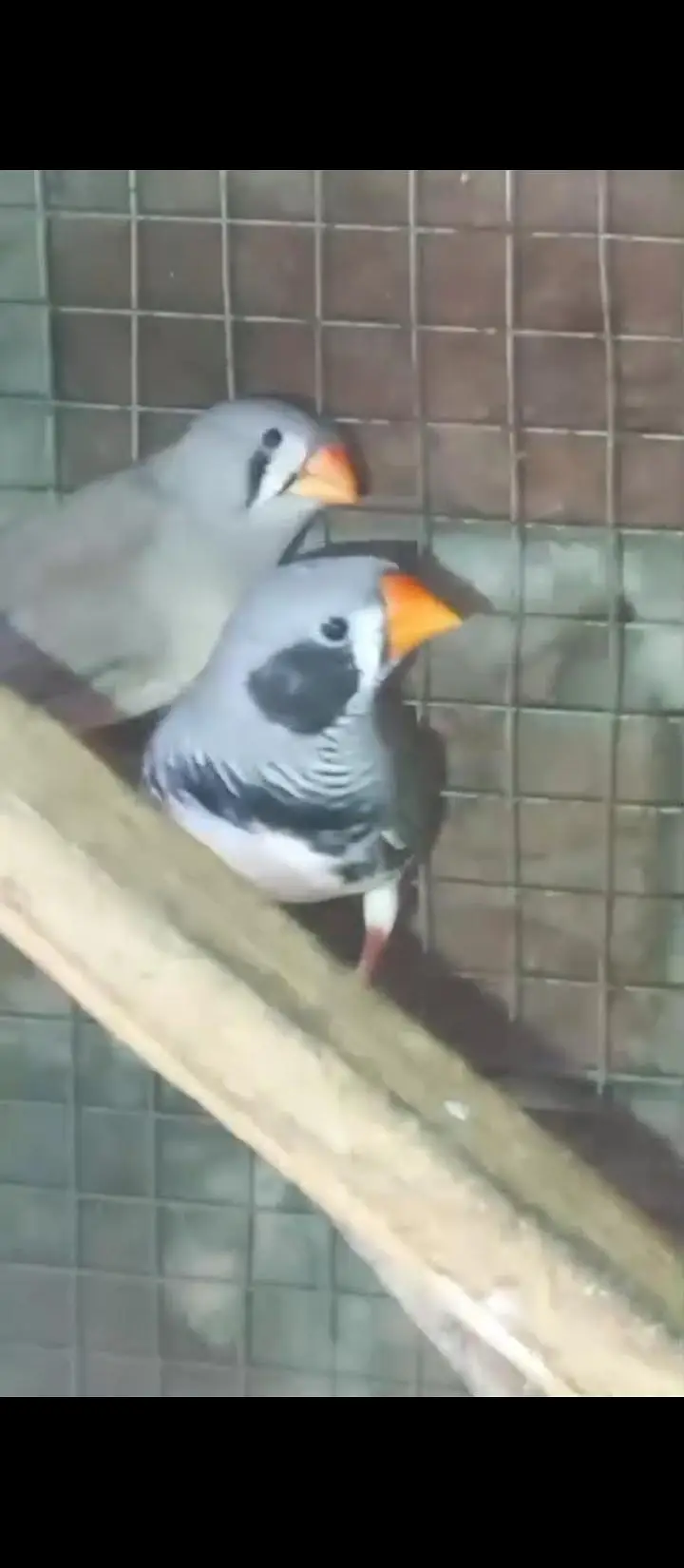 Crusted & Simple Zebra Finch for sale — photo 6