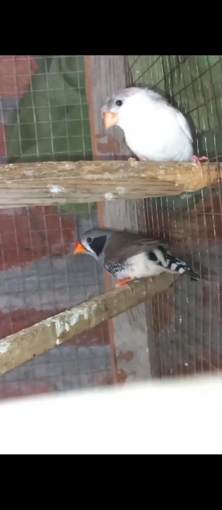 Crusted & Simple Zebra Finch for sale — photo 7