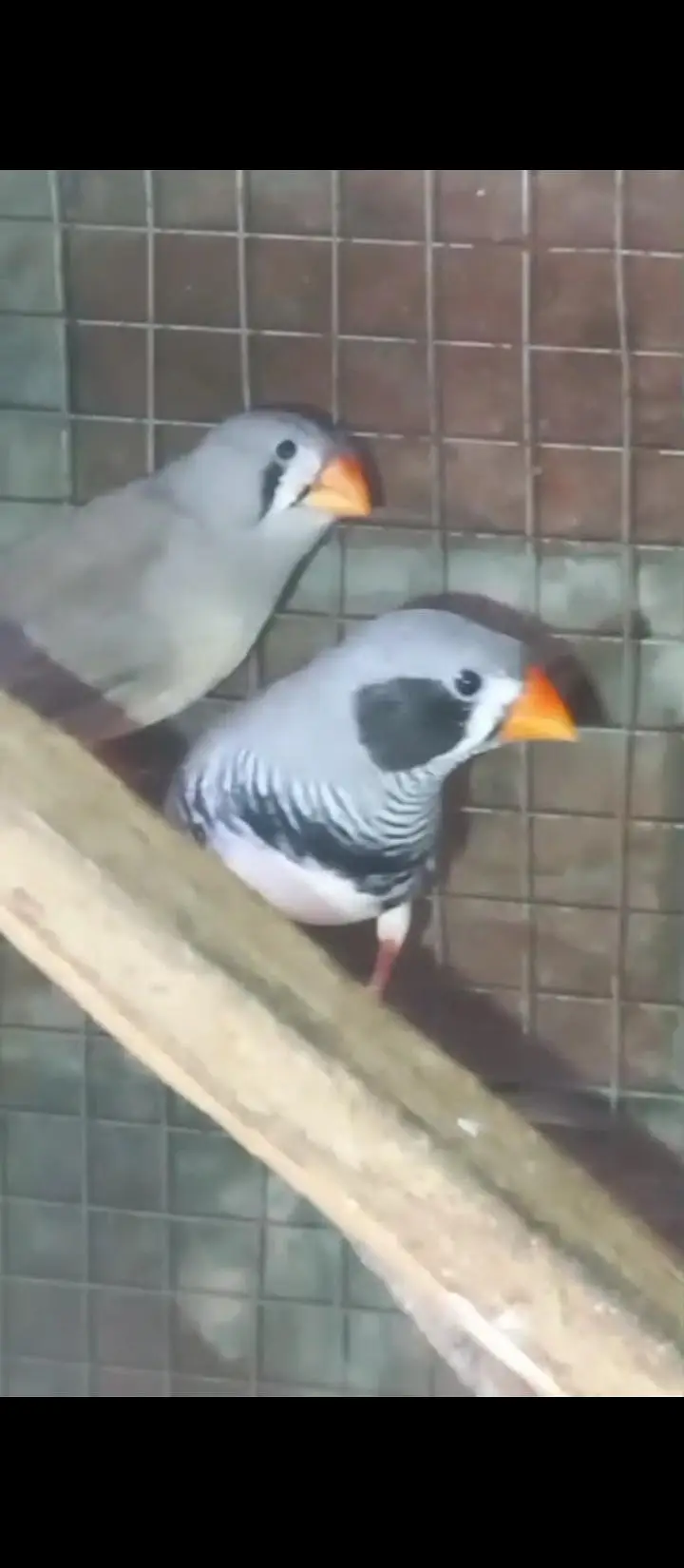 Crusted & Simple Zebra Finch for sale — photo 8