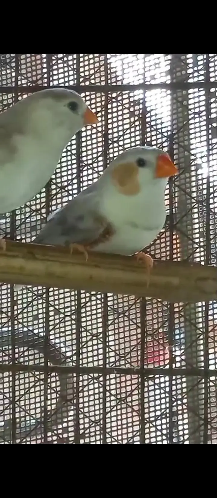 Crusted & Simple Zebra Finch for sale — photo 9