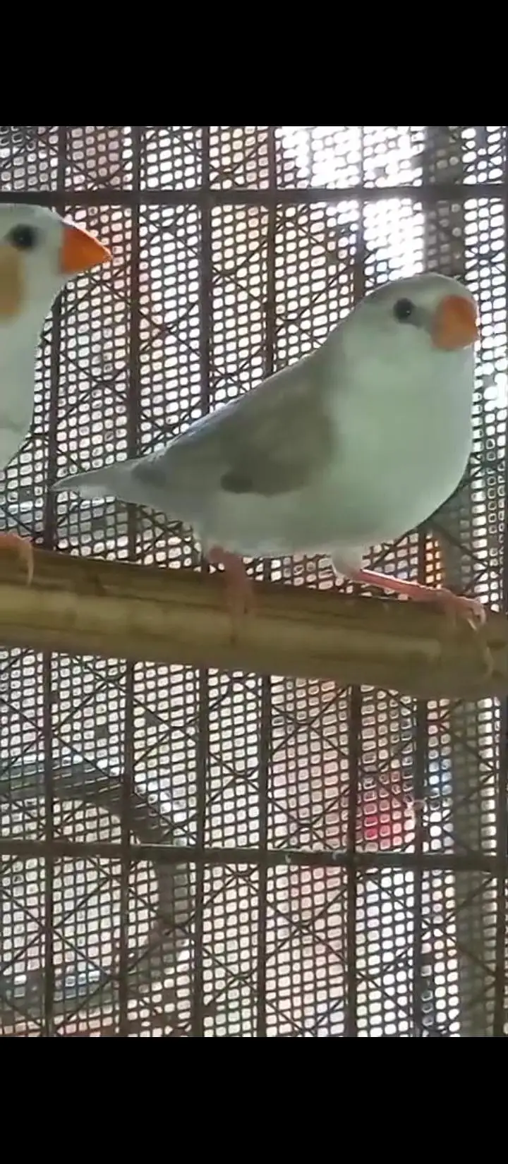 Crusted & Simple Zebra Finch for sale — photo 11
