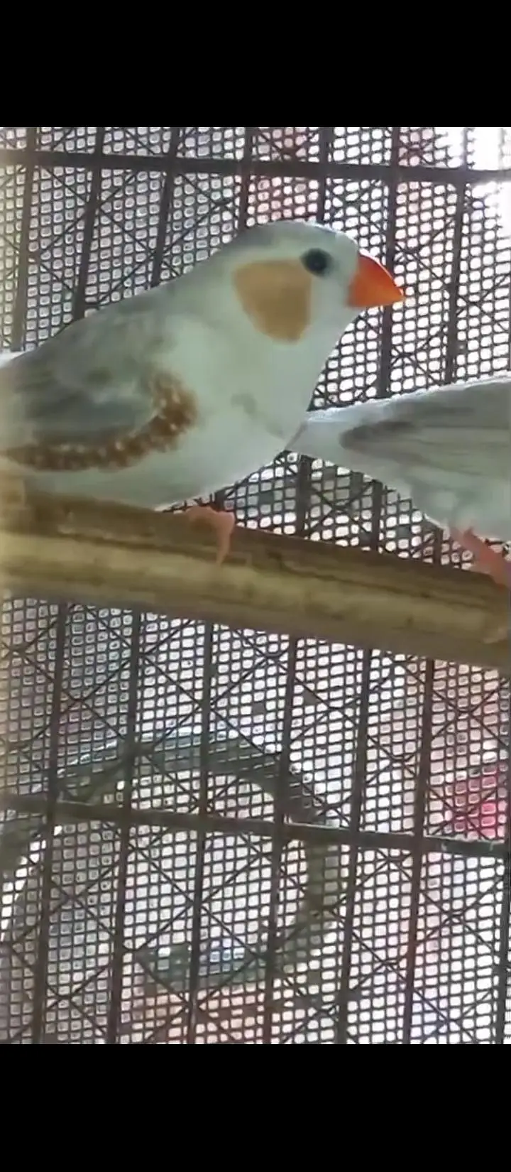 Crusted & Simple Zebra Finch for sale — photo 12