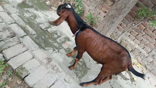 male Bakra for sale