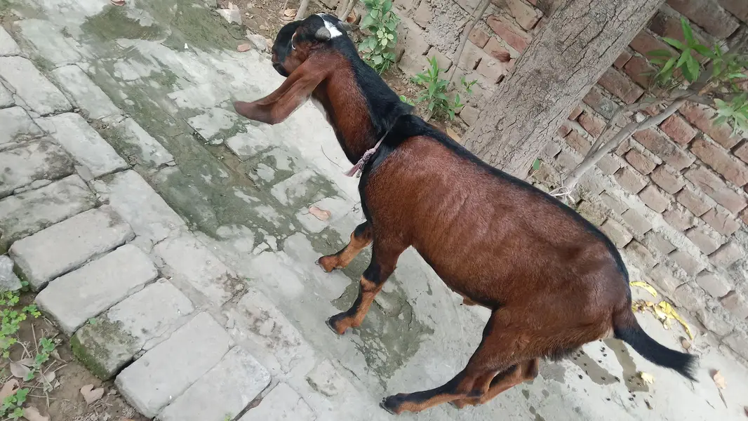 male Bakra for sale