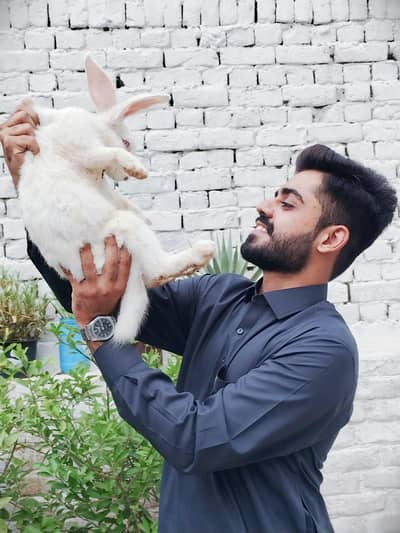 Pure New Zealand White Female  Breeder Rabbit 3.5KG - 8 Months