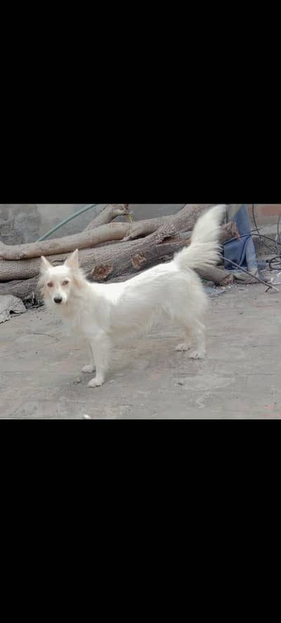 Russian female for sale