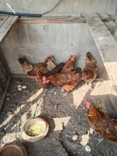 golden Desi hen egg ling granti