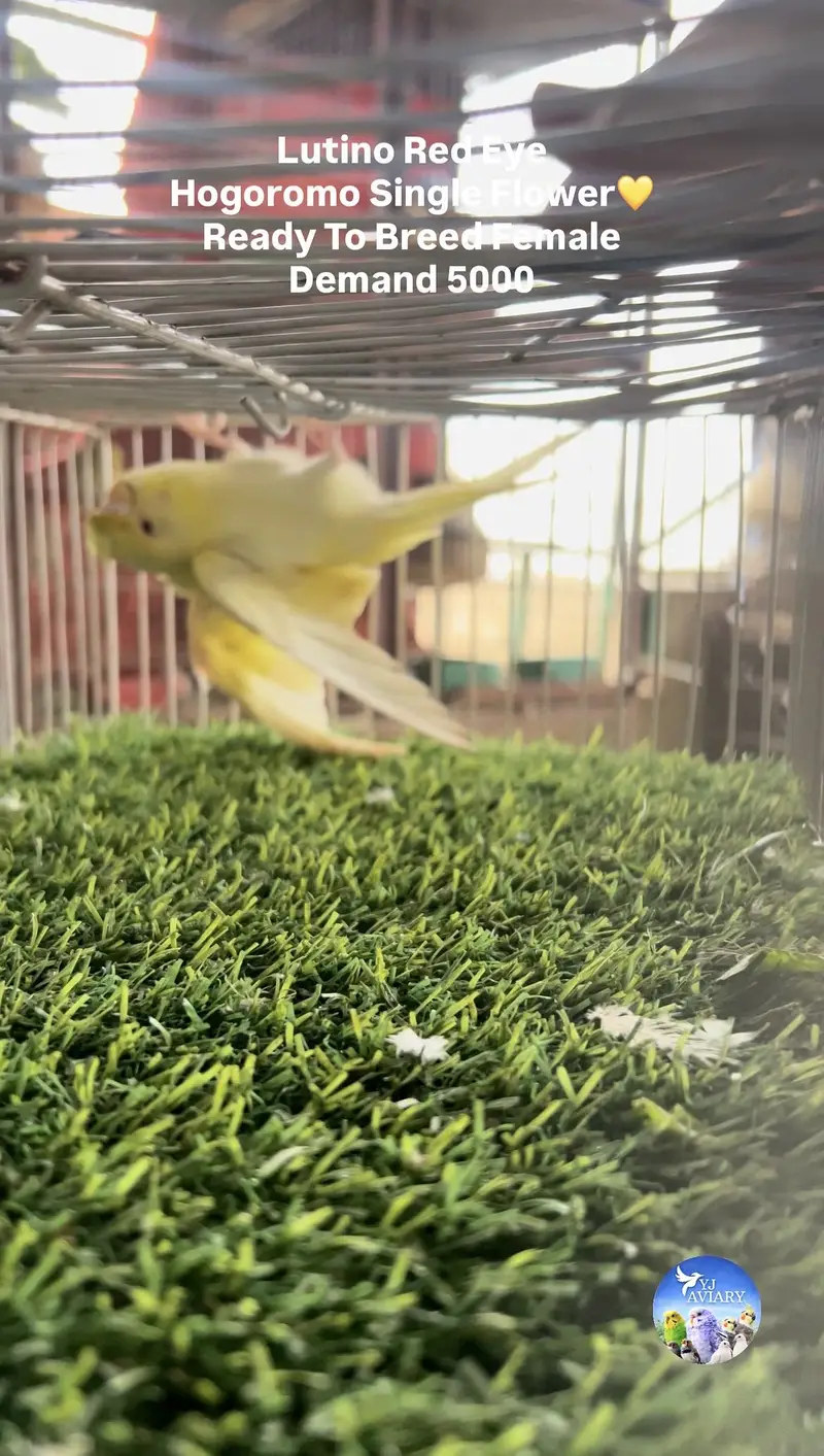 Hagoromo & King Budgies⁠ — photo 5