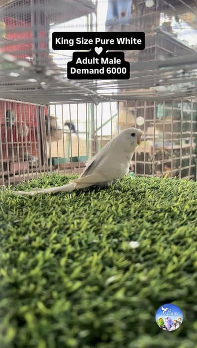 Hagoromo & King Budgies⁠