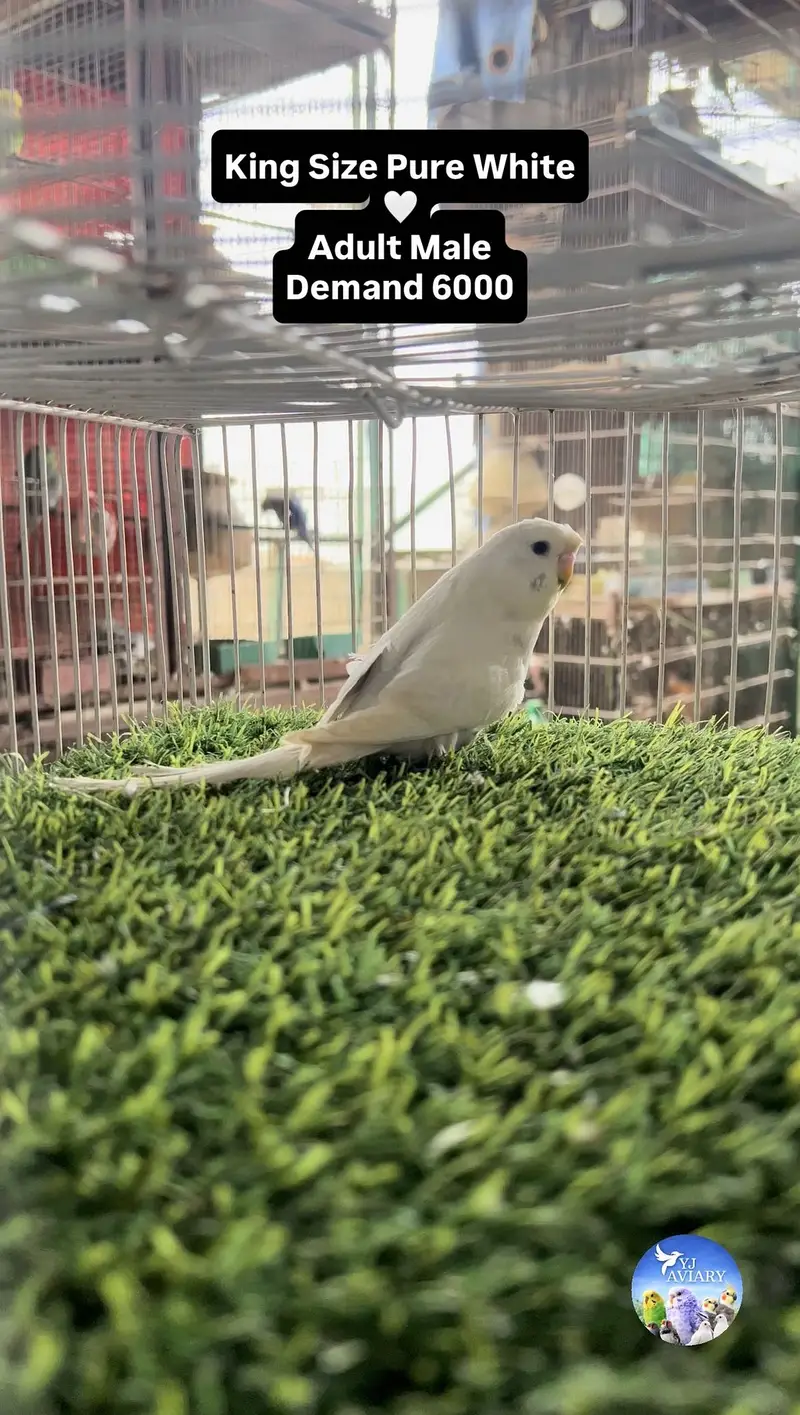 Hagoromo & King Budgies⁠