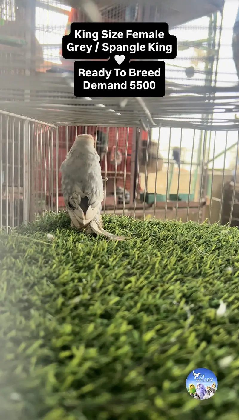 Hagoromo & King Budgies⁠ — photo 2