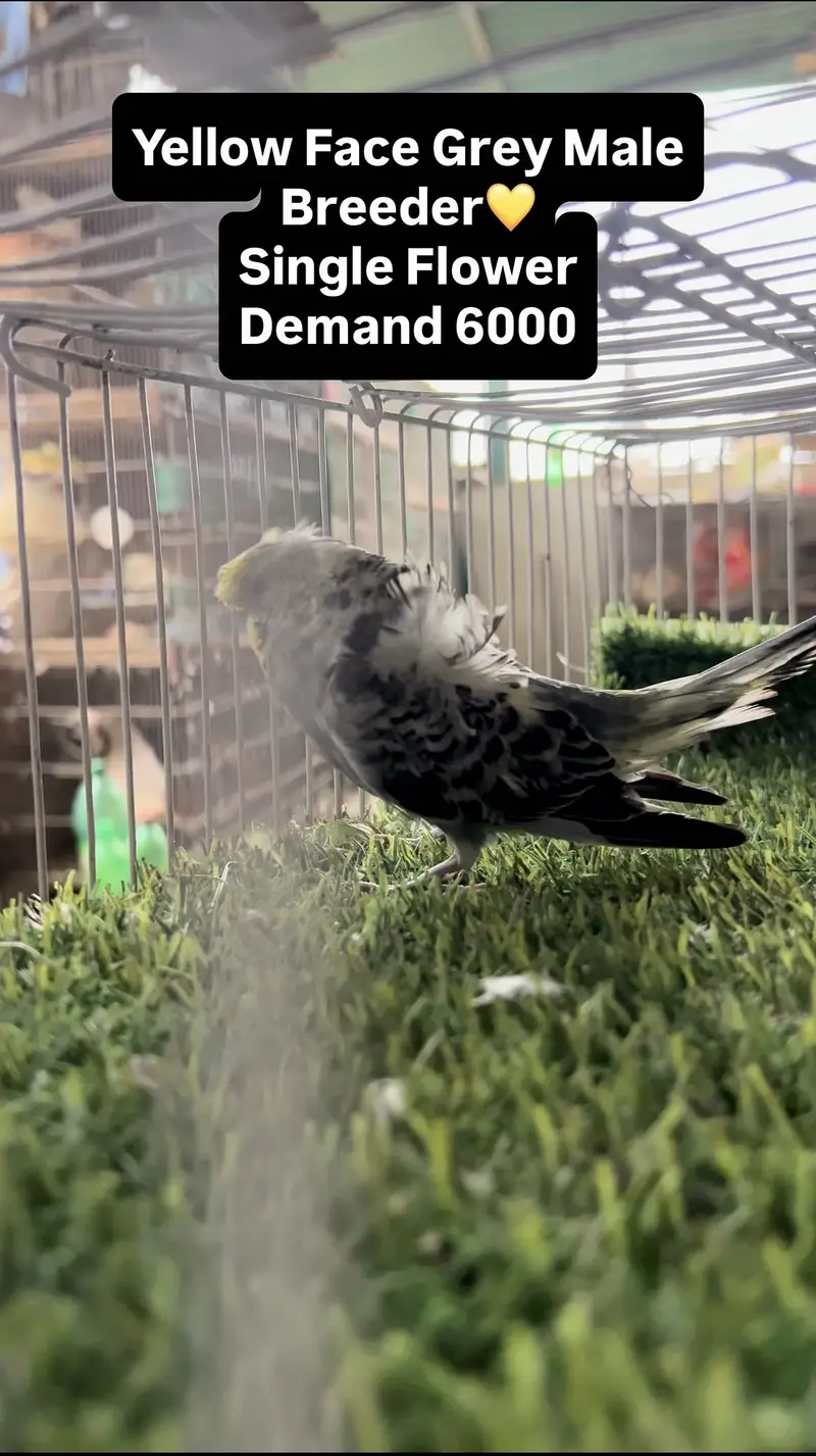 Hagoromo & King Budgies⁠ — photo 4