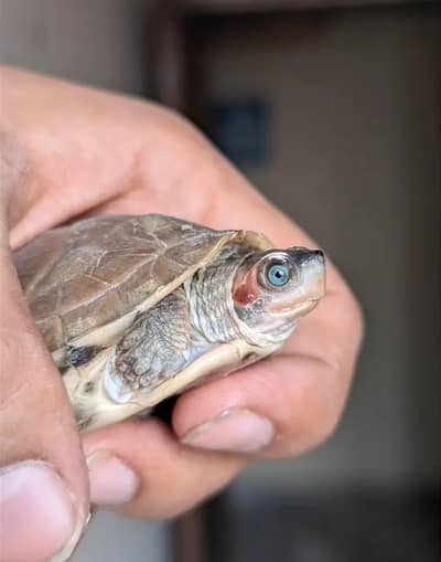 Cute Baby Turtle