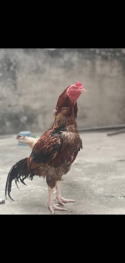 aseel mianwali breeder