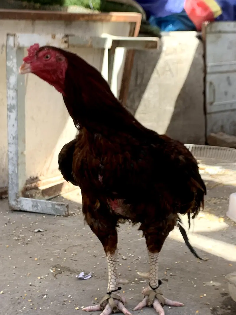 aseel mianwali breeder — photo 2