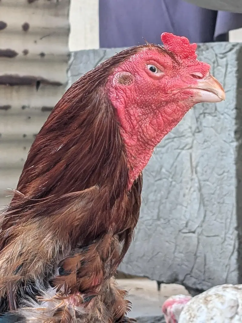 aseel mianwali breeder — photo 3