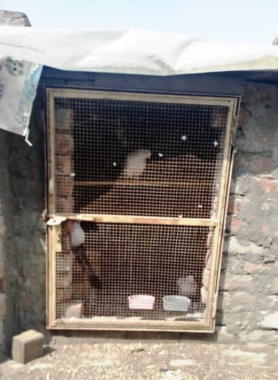 Iron cage doors Heavy iron Angle