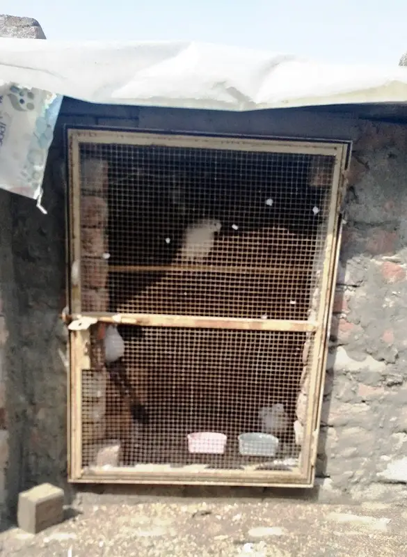 Iron cage doors Heavy iron Angle