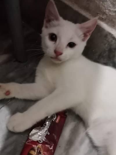chittu