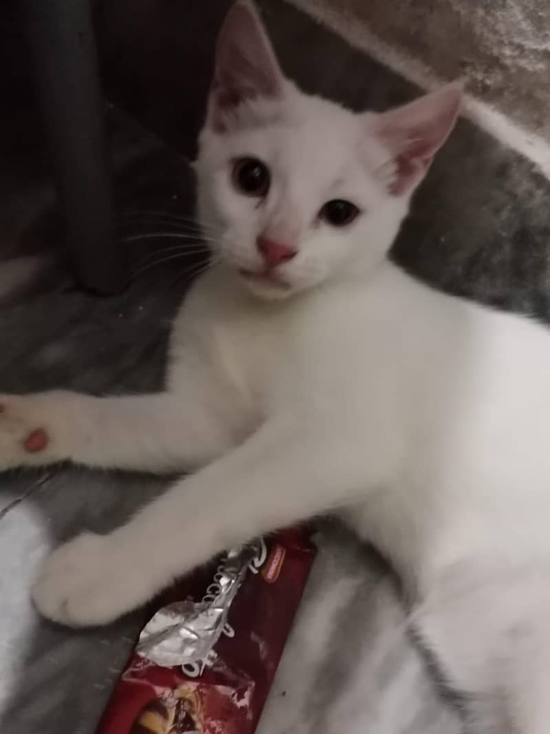 chittu 0