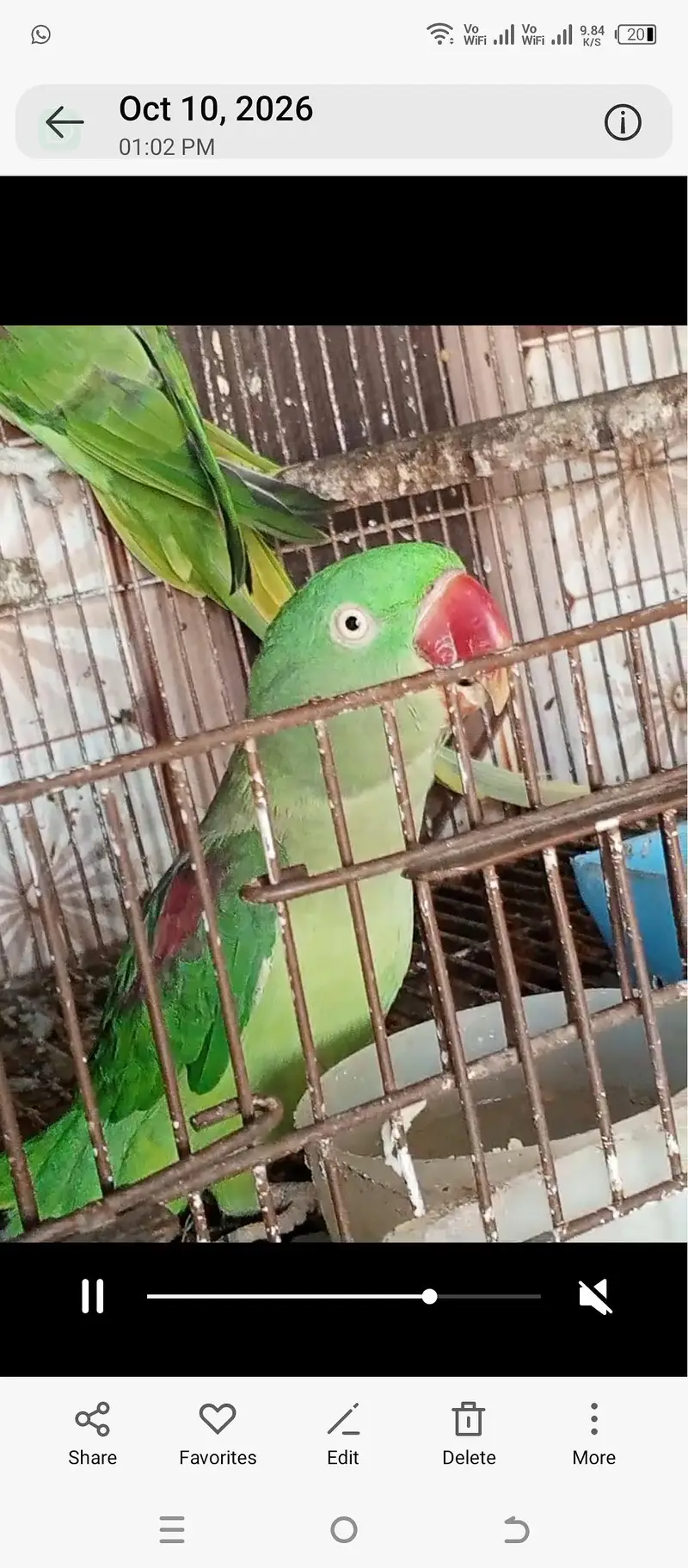 raw Parrott MashaAllah breeder pair — photo 5