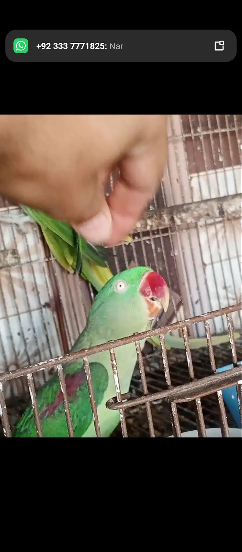 raw Parrott MashaAllah breeder pair — photo 6