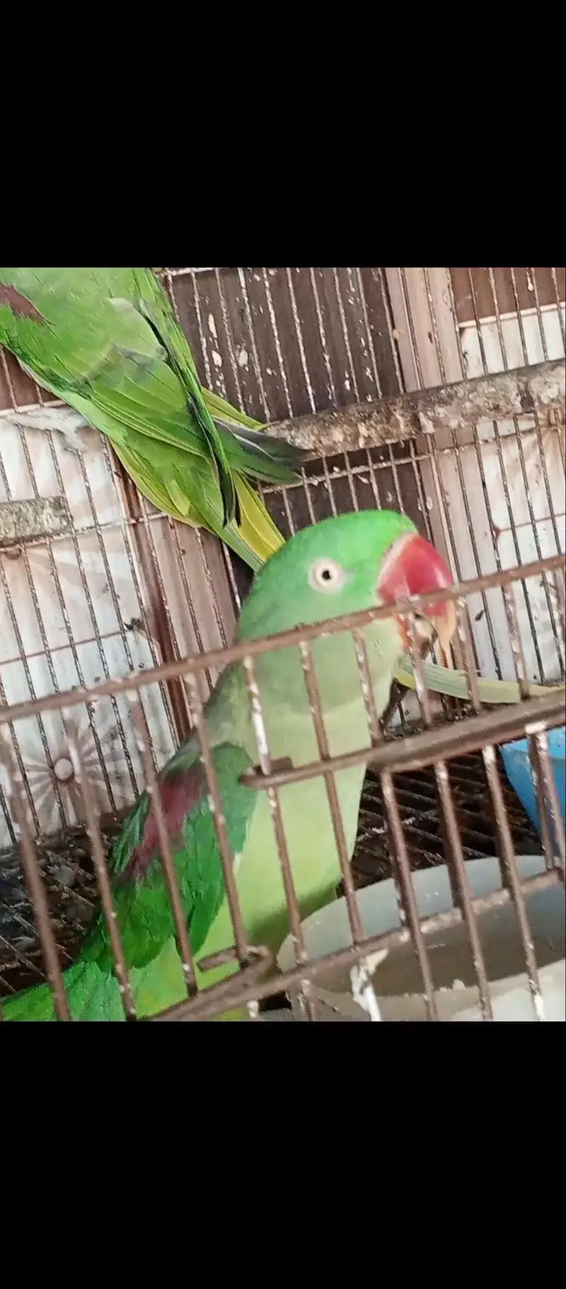 raw Parrott MashaAllah breeder pair — photo 7