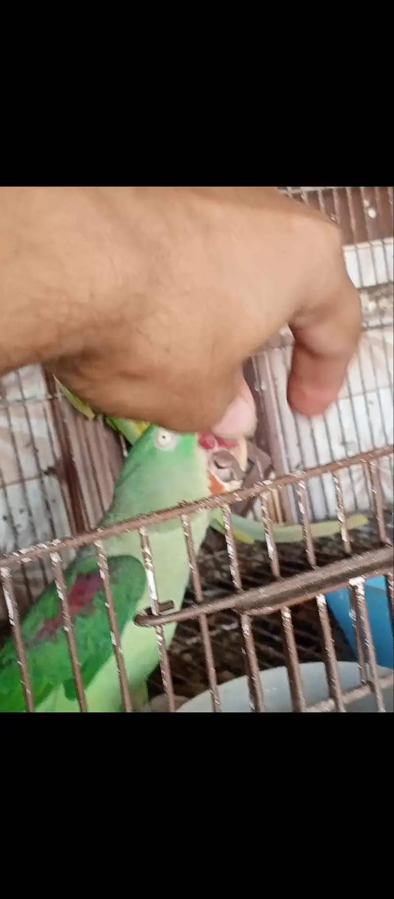 raw Parrott MashaAllah breeder pair — photo 8
