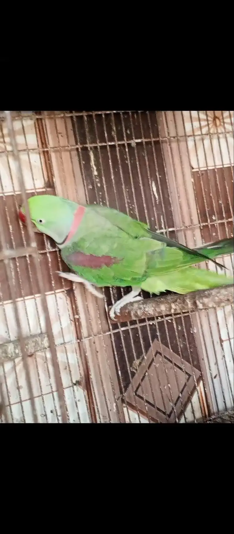 raw Parrott MashaAllah breeder pair — photo 9