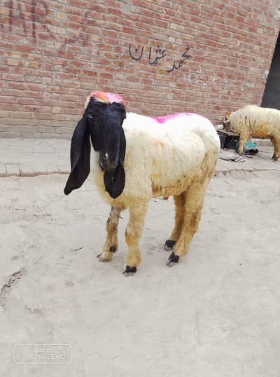 2 sheep