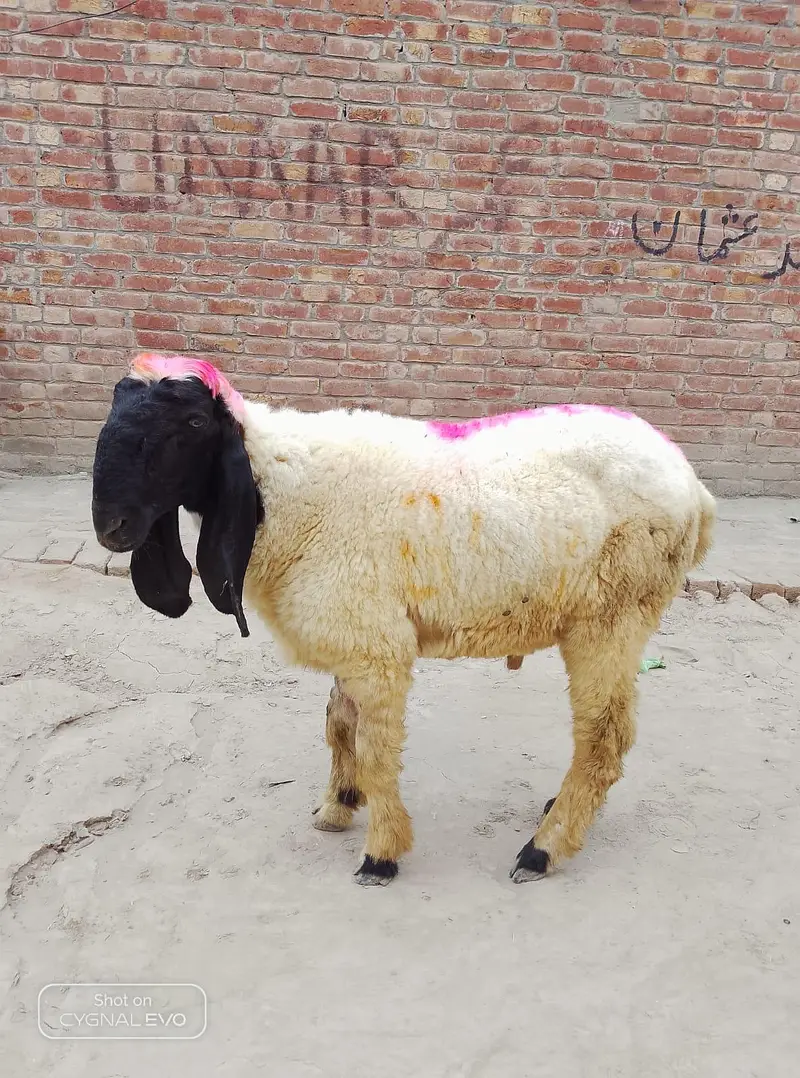 2 sheep — photo 2