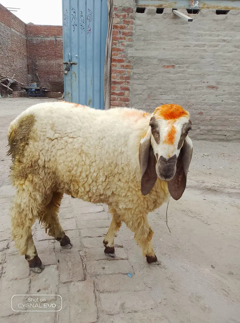 2 sheep — photo 3