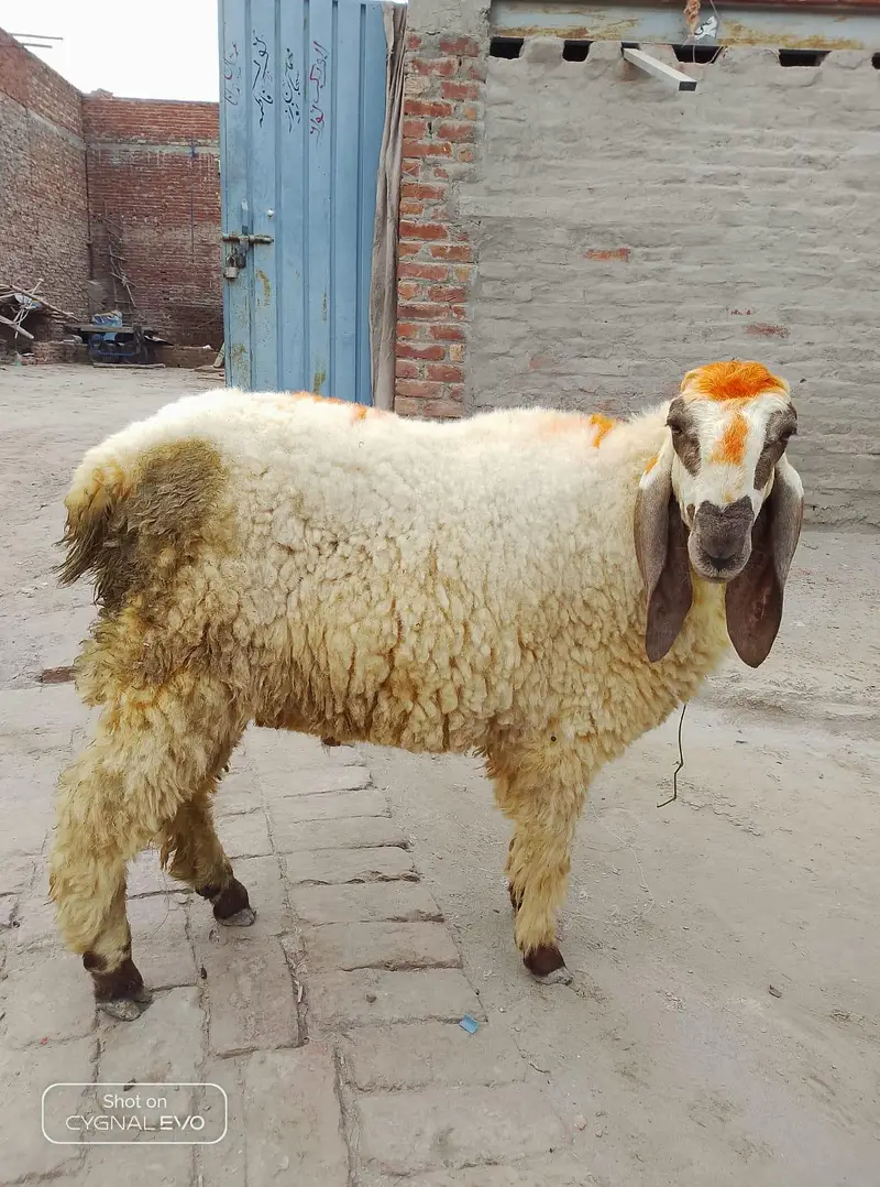 2 sheep — photo 4