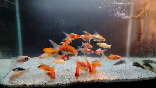 Goldfish, betta, koi at reasonable prce