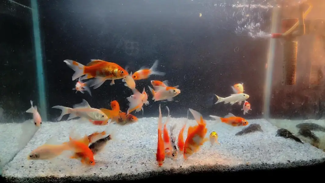 Goldfish, betta, koi at reasonable prce — photo 2