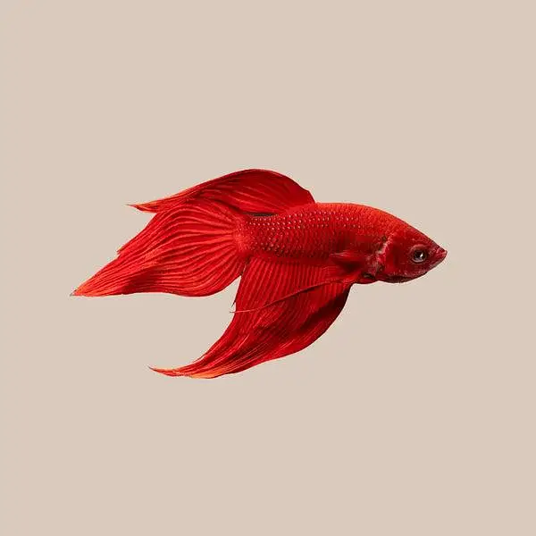 Goldfish, betta, koi at reasonable prce — photo 4