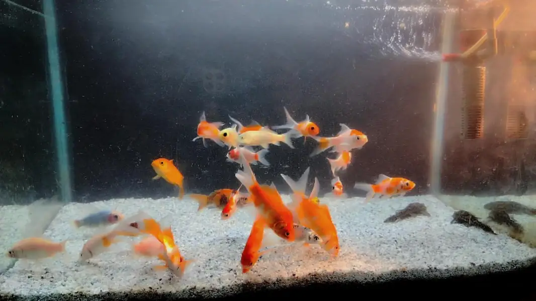 Goldfish, betta, koi at reasonable prce — photo 5