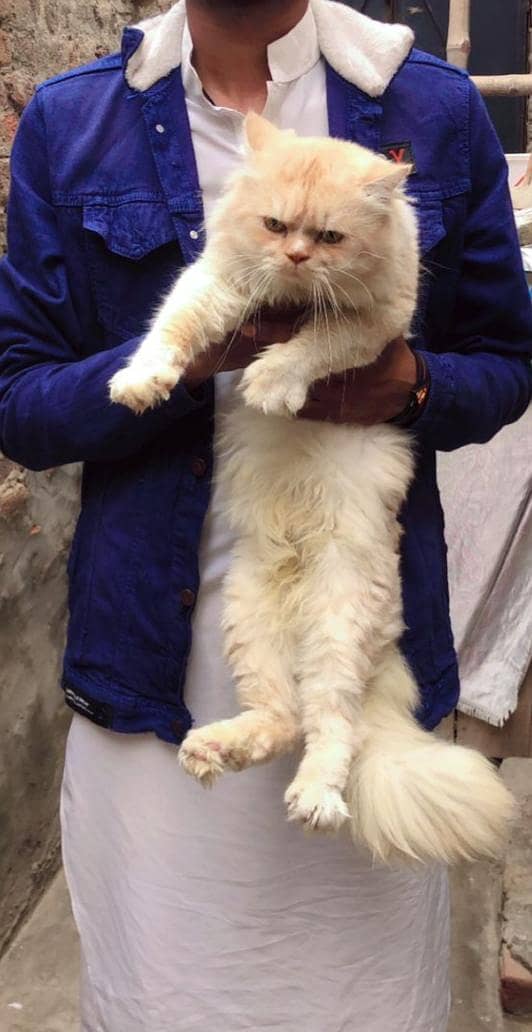 cat pair 0