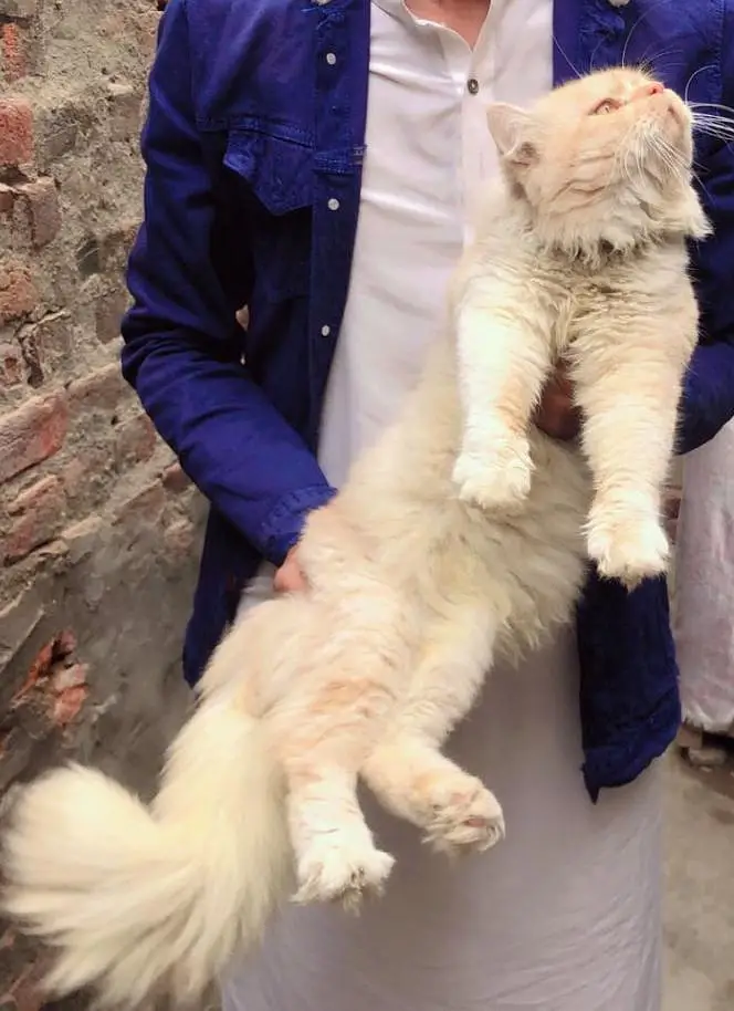 cat pair — photo 3