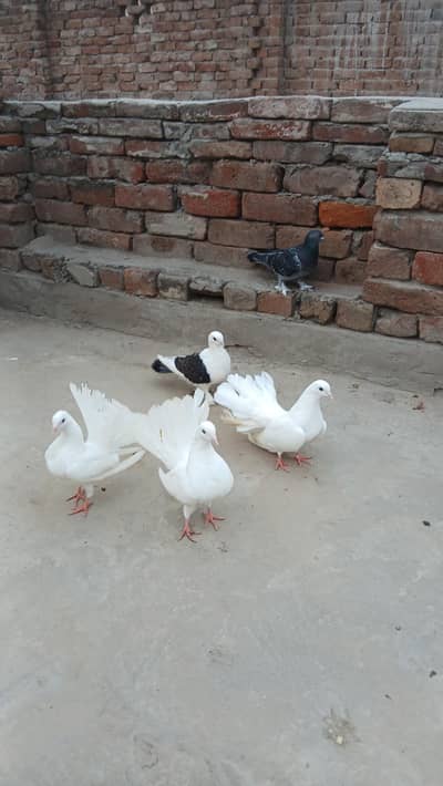 White  luckay pair 3417364953